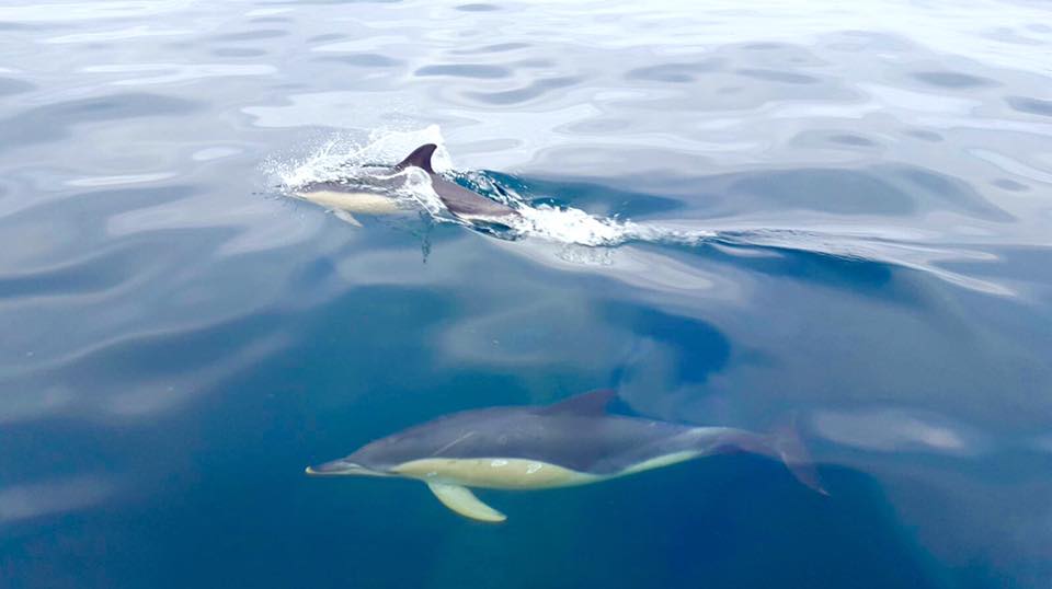 20476611 1926059247663997 1397289633826979438 n